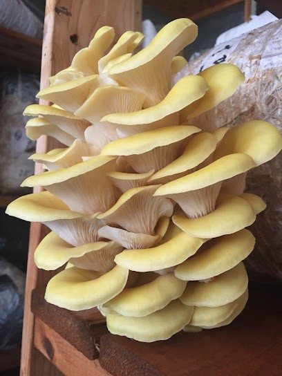 La Fée Des Champ's, Marchés Alimentaire à Devrouze