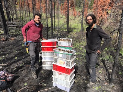 Morilles Sauvages, Marchés Alimentaire à Falaise