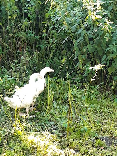 Le Potager des 4 Vents, Marchés Alimentaire à Annezin