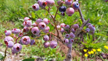 Farm berries, Marchés Alimentaire à Cheffes