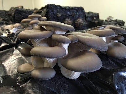 La Maison des Champignons, Marchés Alimentaire à La Motte Servolex