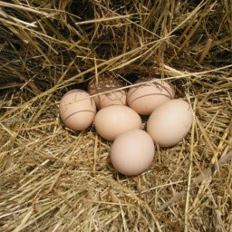 la ruche qui dit oui d'Aucamville, Marchés Alimentaire à Aucamville