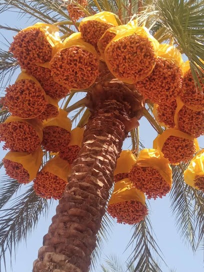 Les délices d Algérie, Marchés Alimentaire à Évry