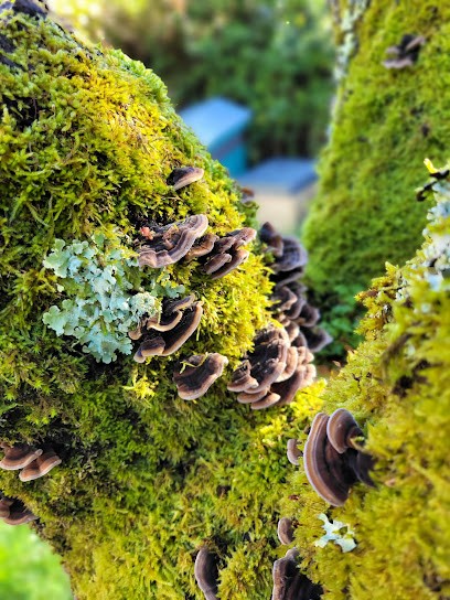 Sauce Champignons, Marchés Alimentaire à Coufouleux