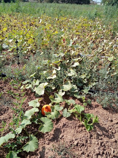 AMAP 1001 tomates, Marchés Alimentaire à La Garde